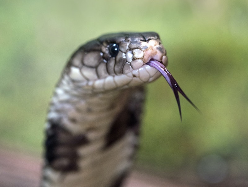 Hooded snake with tongue out